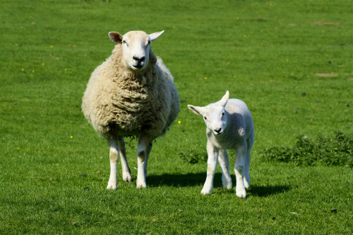 stockvault-ewe-and-lamb135982.jpg